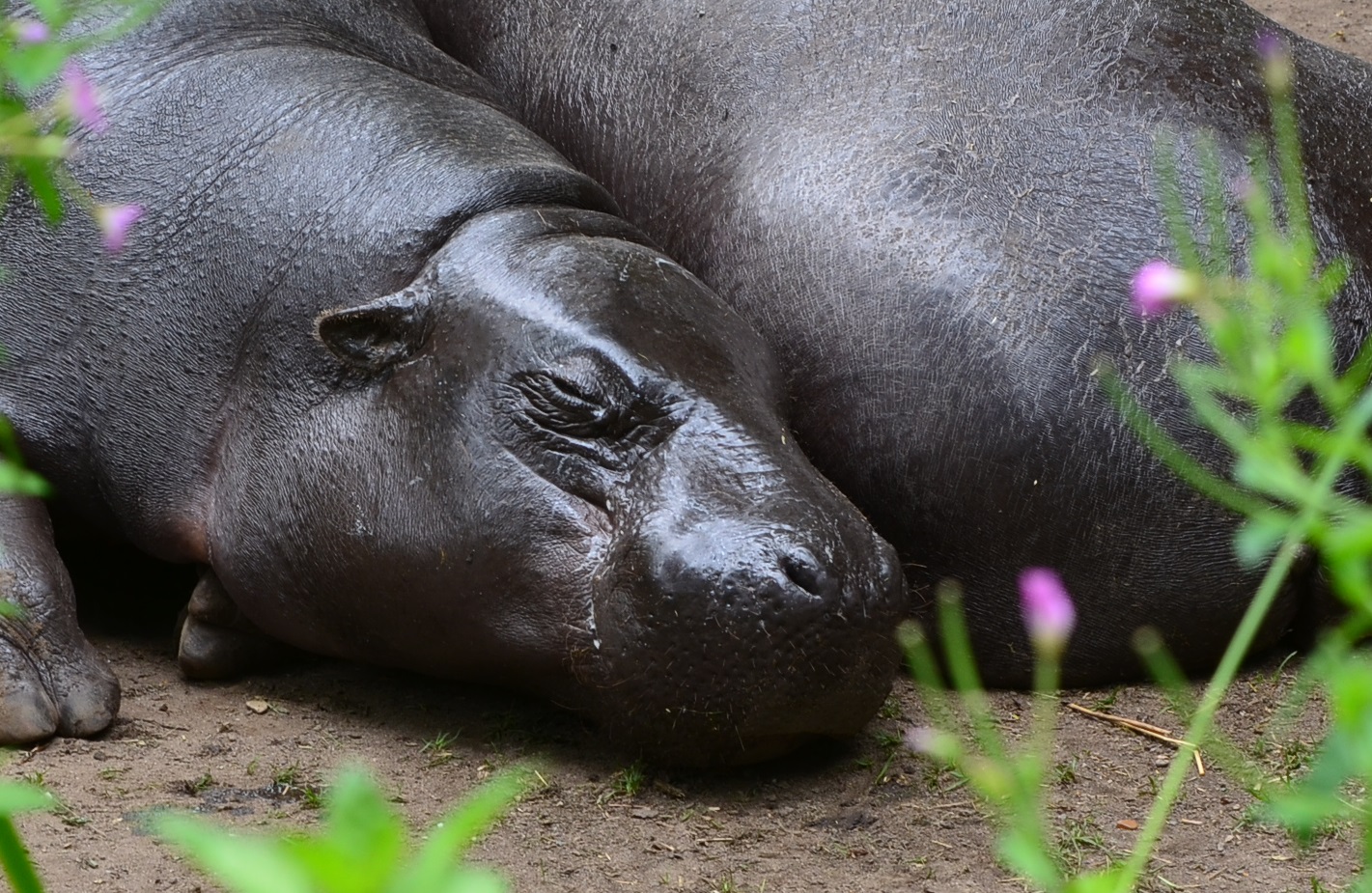 Zwergflußpferd in Duisburg