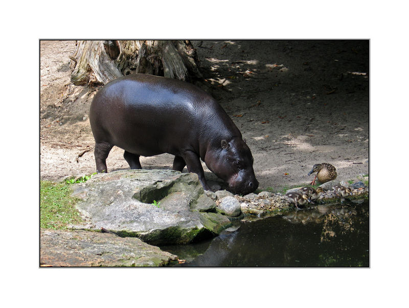 Zwergflußpferd und Enten