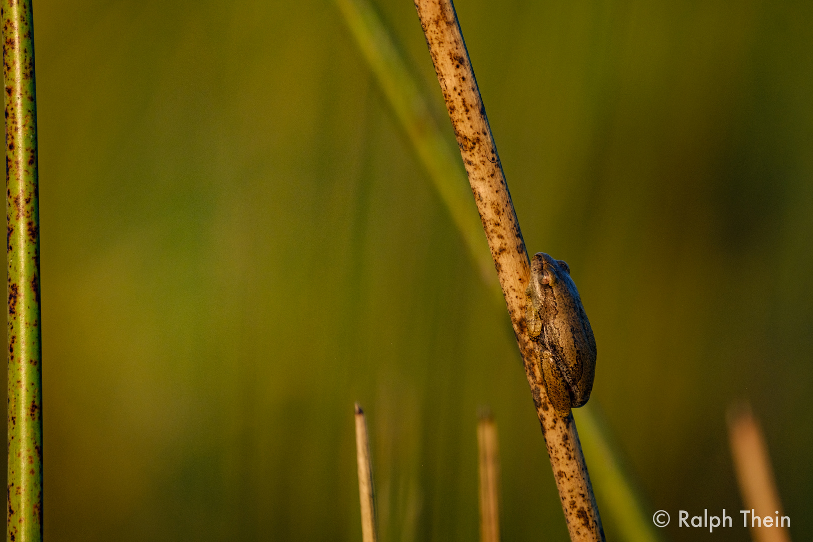 Zwergfrosch auf Halm