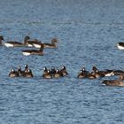 Zwerggänse im Zachariassee 001