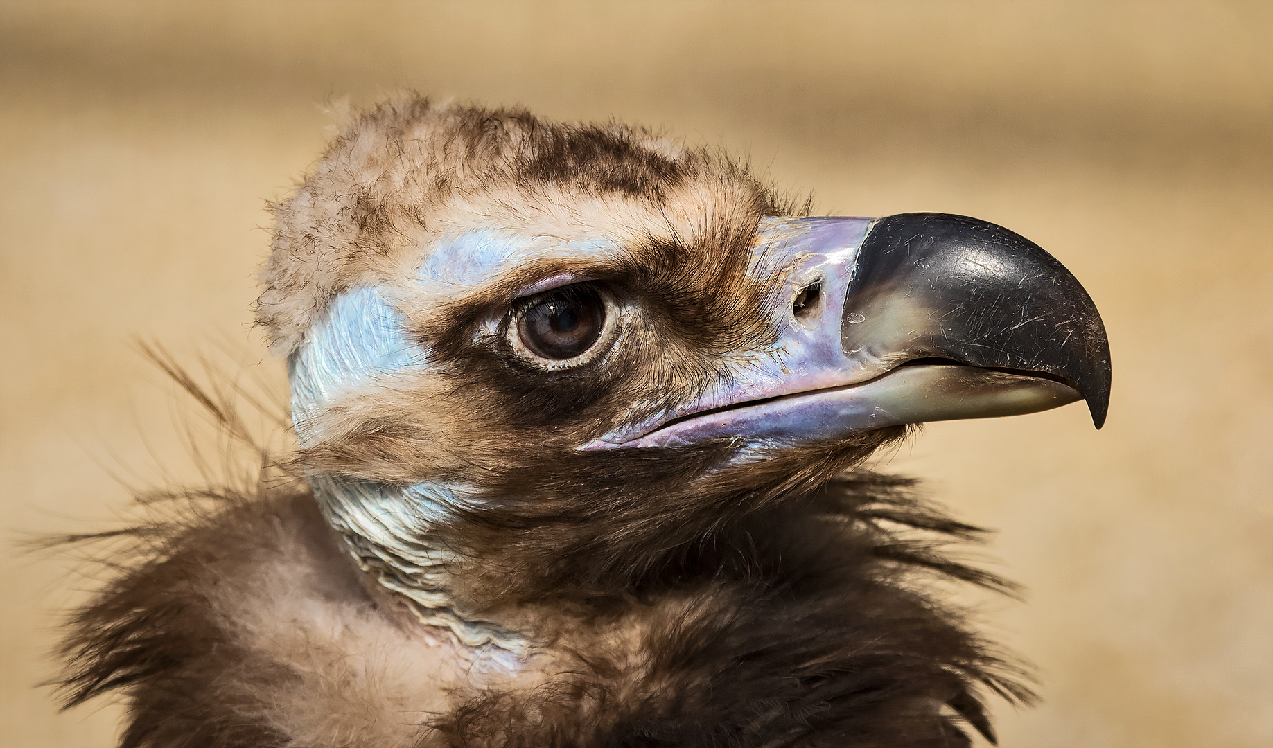 Zwerggänsegeier-Portrait 