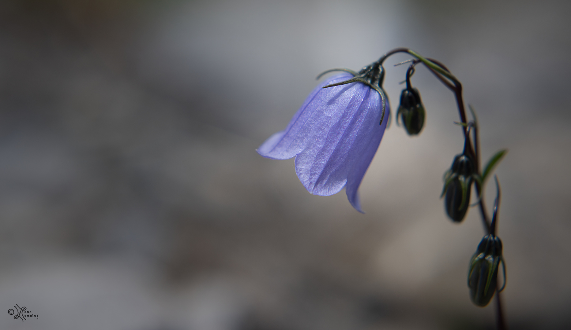 Zwergglockenblume