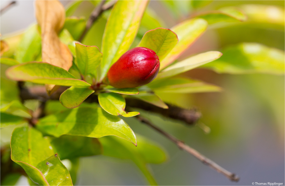 Zwerggranatapfel (punica pranatum nana)....