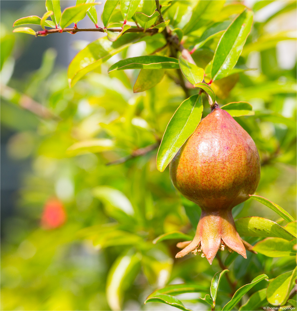 Zwerggranatapfel (punica pranatum nana)..