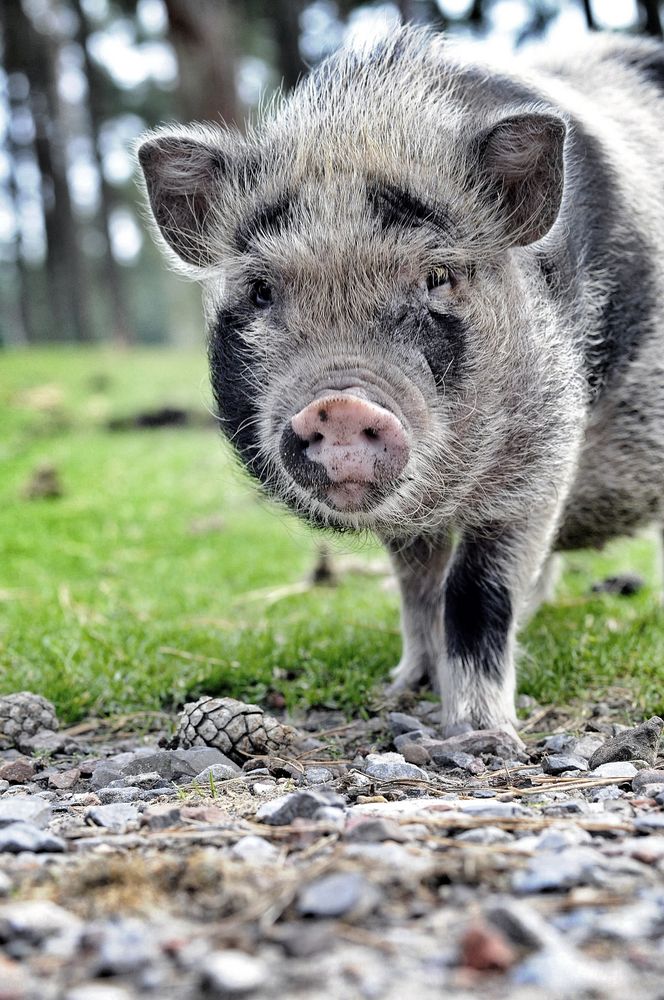 Zwerghängebauchschwein