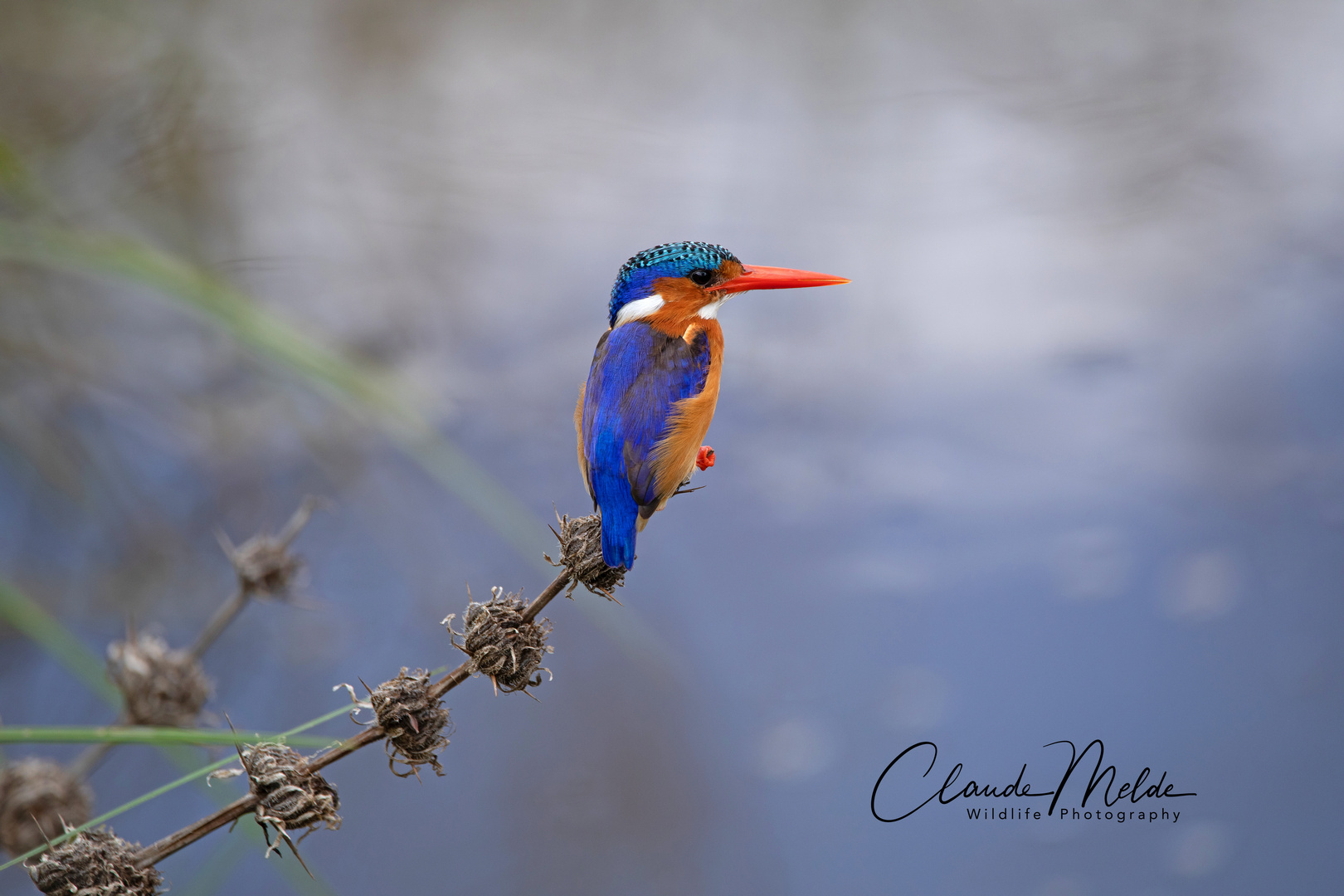 Zwerghaubenfischer (Malachite Kingfisher)