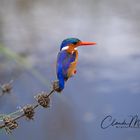 Zwerghaubenfischer (Malachite Kingfisher)