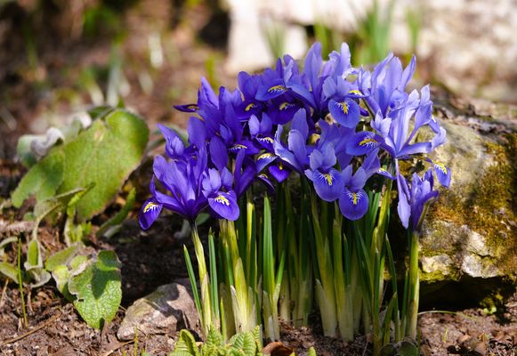Zwergiris - als Göttin des Lichts