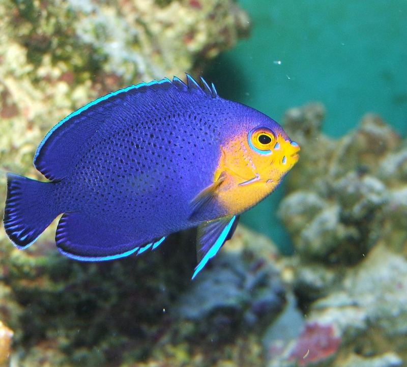 Zwergkaiser Foto Bild Tiere Haustiere Aquaristik Bilder Auf Fotocommunity