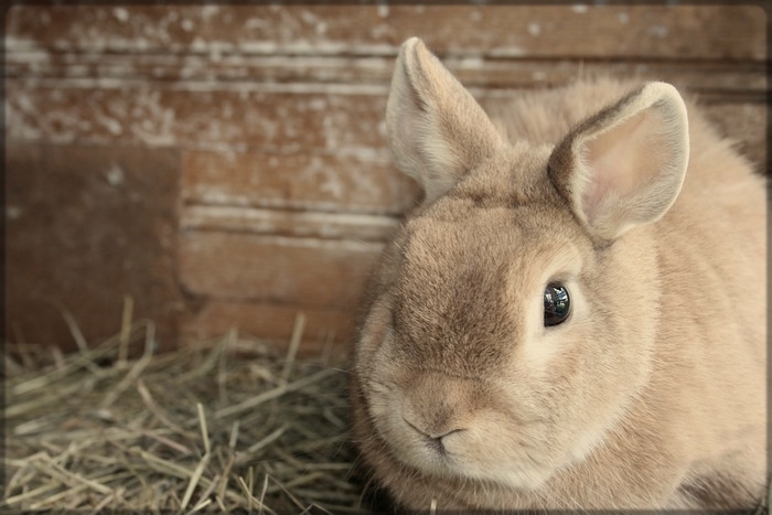 Zwergkaninchen.