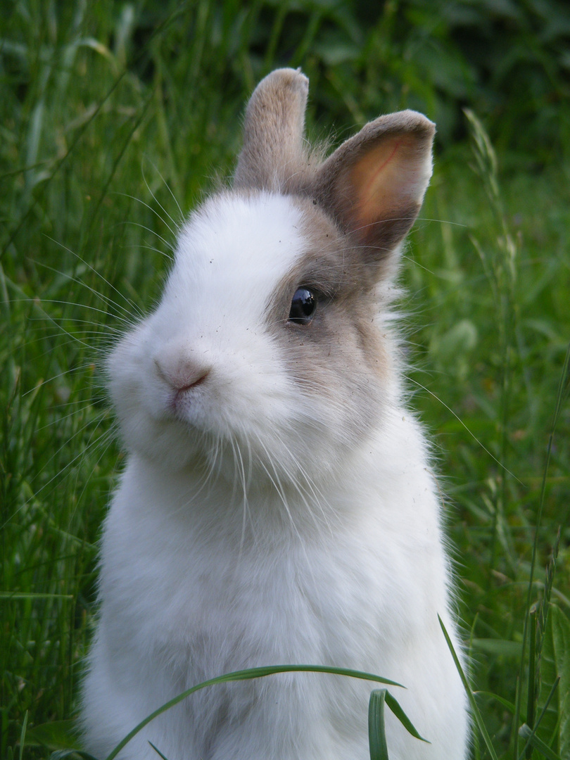 Zwergkaninchen