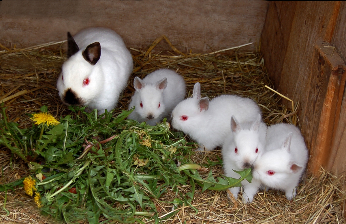 Bis Wieviel Grad Können Zwergkaninchen Draußen Bleiben Zwergkaninchen Rasse,(Russenzwerge)... Foto & Bild | tiere, haustiere