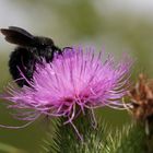 Zwergkanninchen auf Distel??