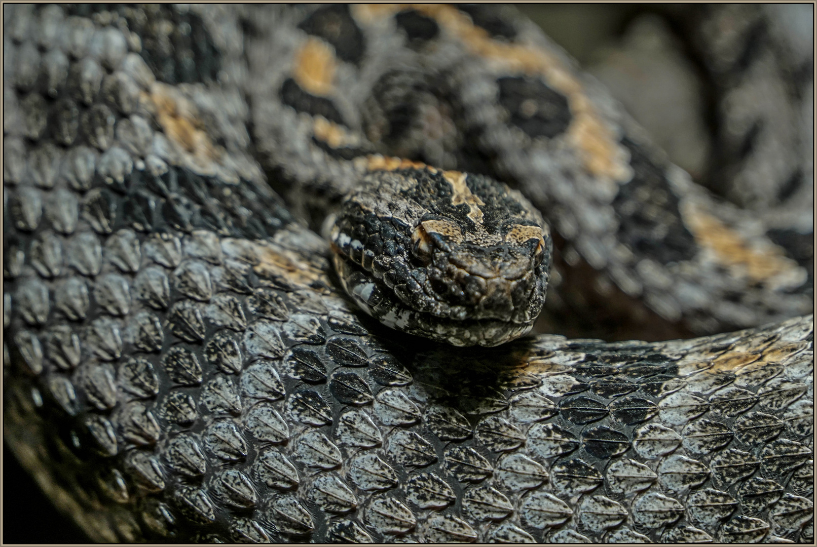 Zwergklapperschlange Foto & Bild | natur, tiere, reptilien Bilder auf ...