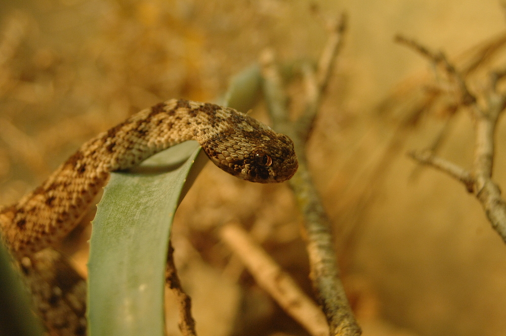 Zwergklapperschlange  (Sistrurus miliarius)