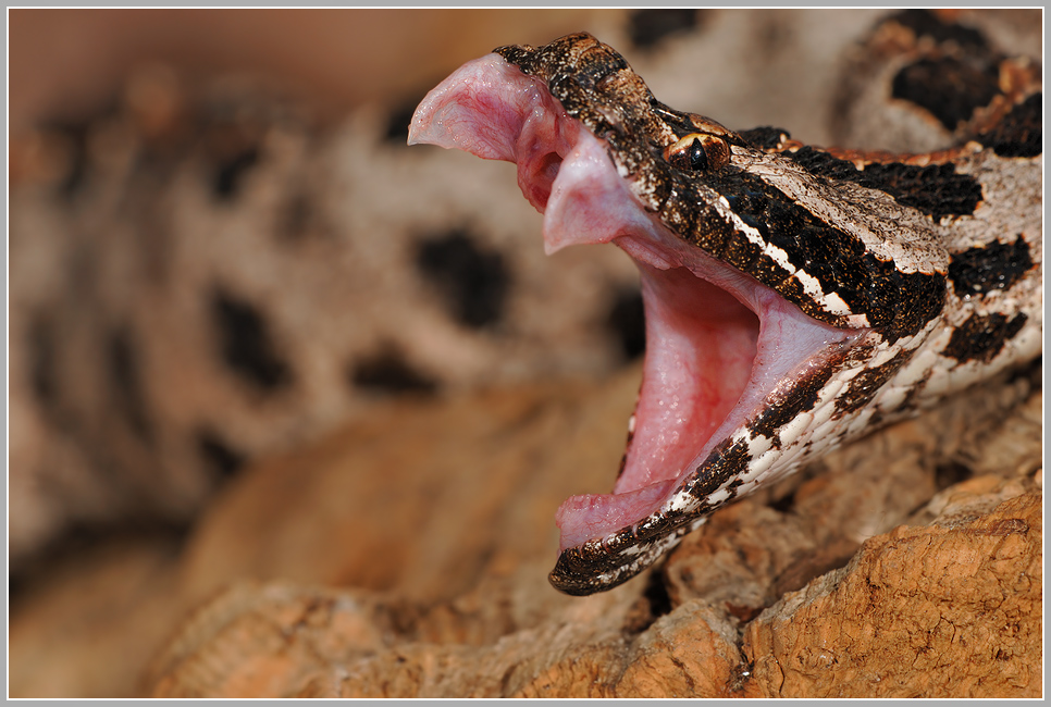 Zwergklapperschlange (Sistrurus miliarius barbouri) Foto & Bild | tiere ...