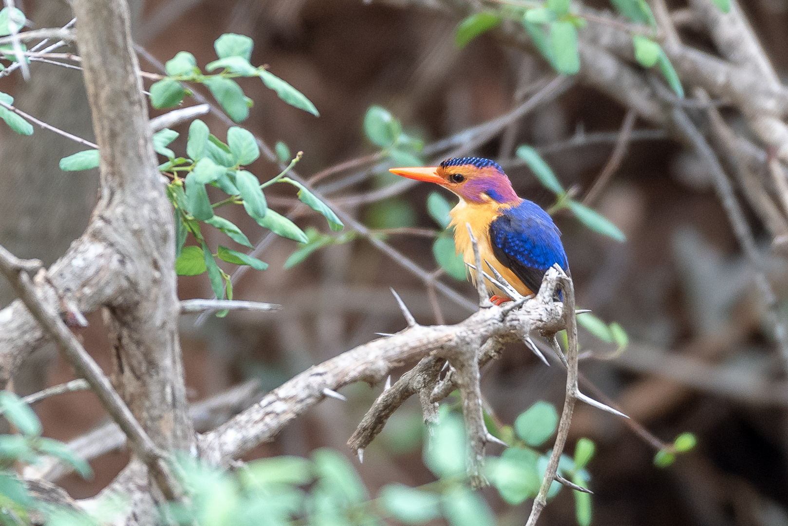 Zwergkönigsfischer - African Pygmy Kingfisher (Ispidina picta)