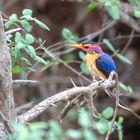 Zwergkönigsfischer - African Pygmy Kingfisher (Ispidina picta)