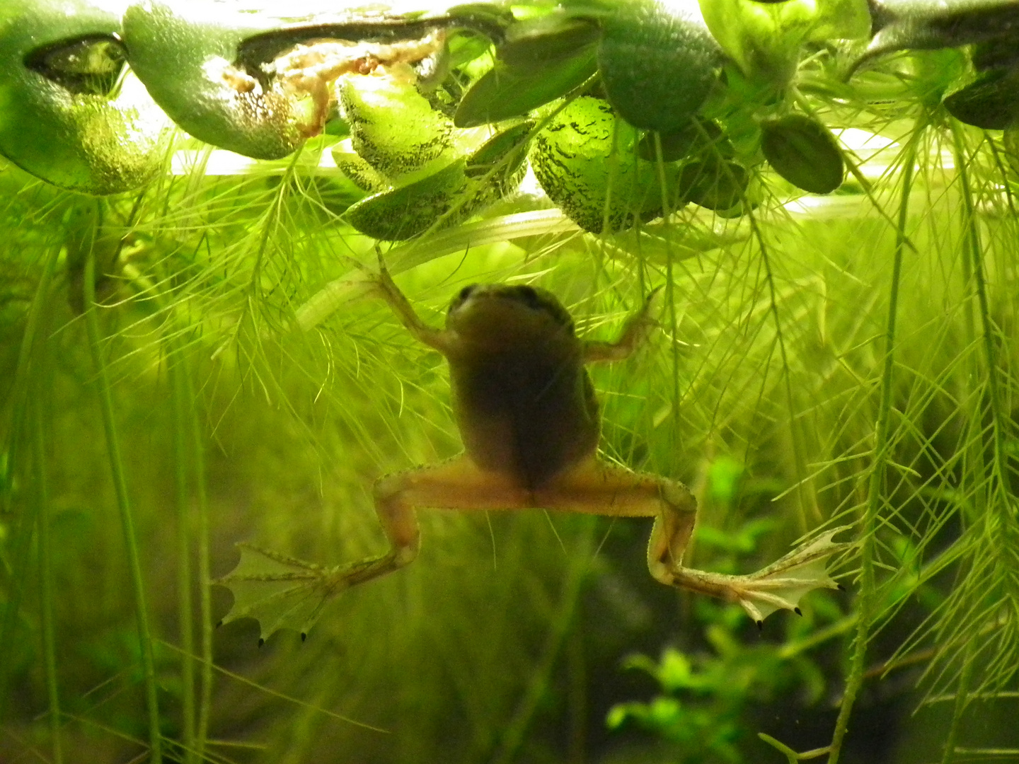 Zwergkrallenfrosch (Hymenochirus) Foto & Bild | tiere, haustiere, aquaristik Bilder auf ...