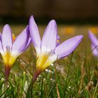 Zwergkrokus Tricolor