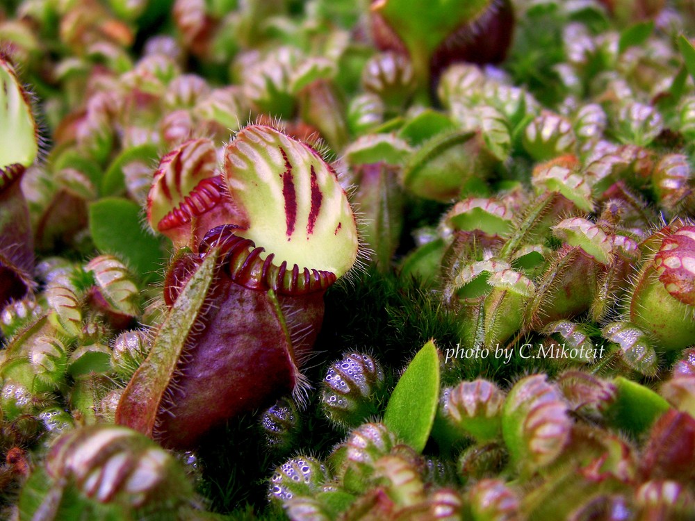 Zwergkrug (Cephalotus follicularis)