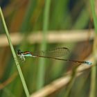 Zwerglibelle, bronzefarbenes Weibchen