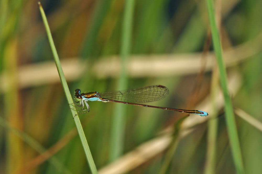 Zwerglibelle, bronzefarbenes Weibchen