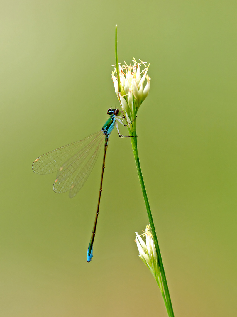 Zwerglibelle, grünes Männchen