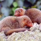 Zwergmangusten - nicht Mäuse - Zoom Gelsenkirchen