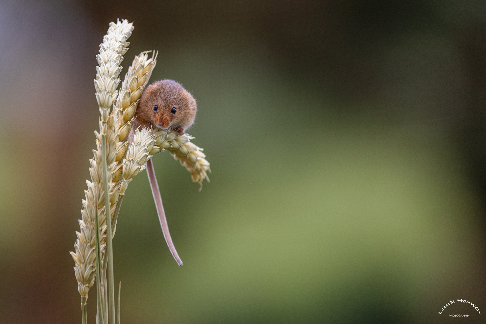 Zwergmaus / Harvest mouse