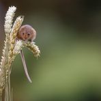 Zwergmaus / Harvest mouse