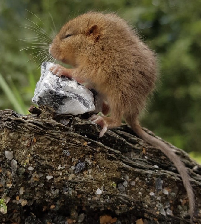 "Zwergmaus" im Großarler Tal