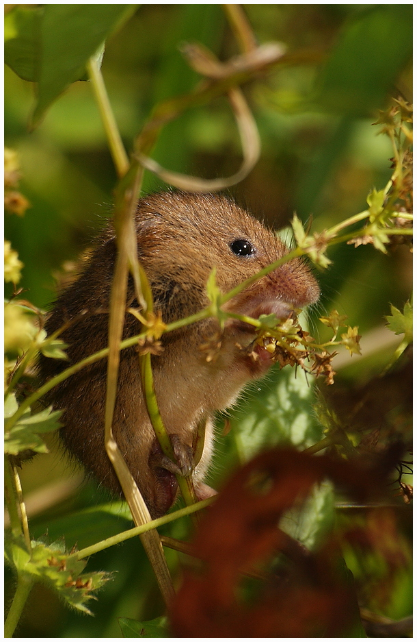 Zwergmaus (Micromys minutus)