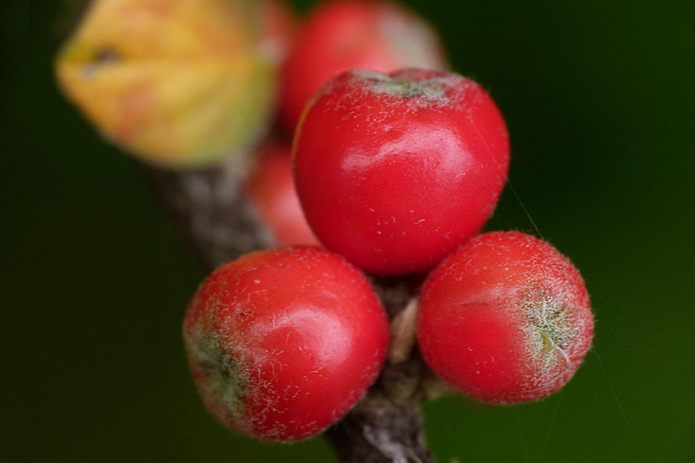 Zwergmispel (Cotoneaster)