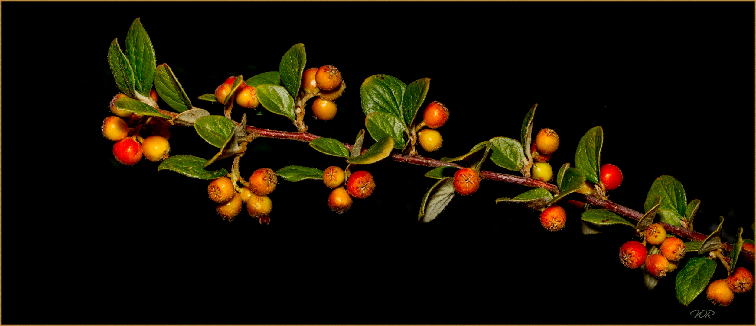 Zwergmispel (Cotoneaster)