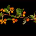 Zwergmispel (Cotoneaster)