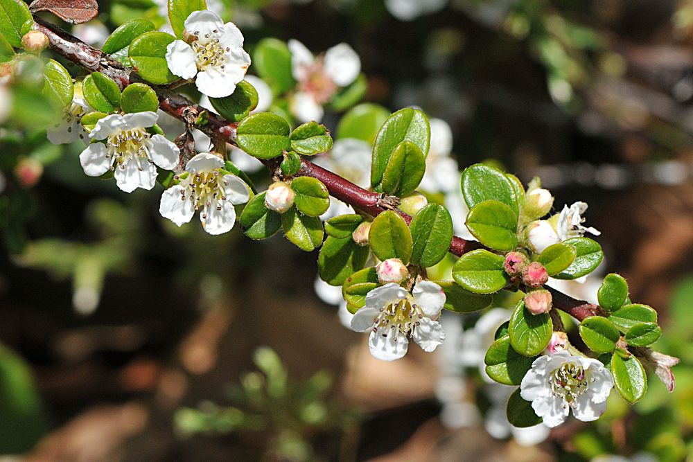 Zwergmispel (Cotoneaster)