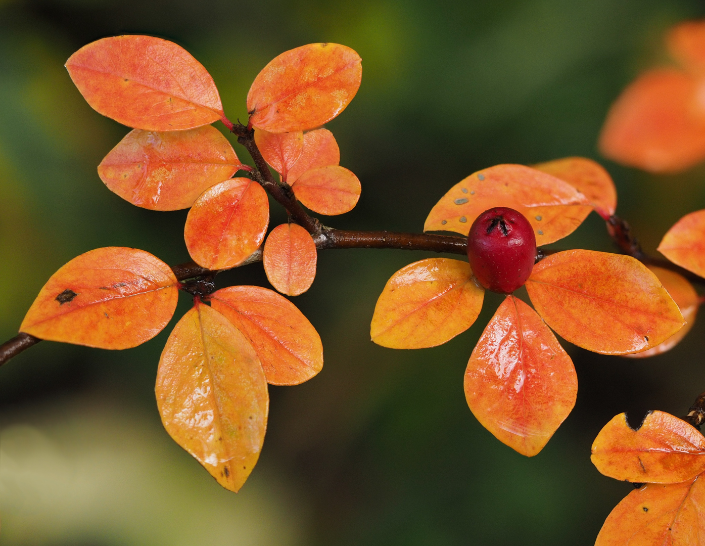 Zwergmispel im Herbstkleid