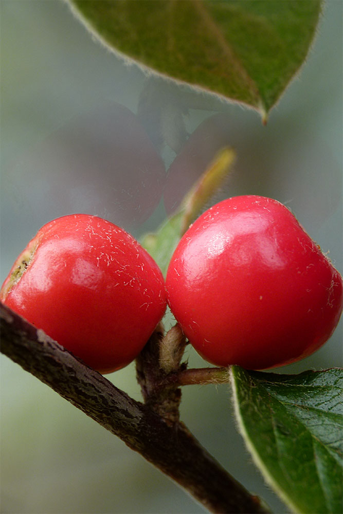 Zwergmispelbeeren (Cotoneaster)