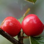 Zwergmispelbeeren (Cotoneaster)