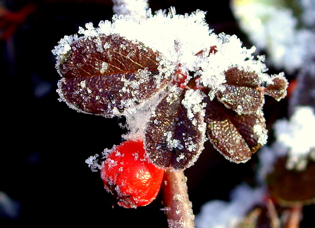 Zwergmispeln (Cotoneaster) im Winterschmuck