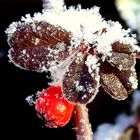 Zwergmispeln (Cotoneaster) im Winterschmuck