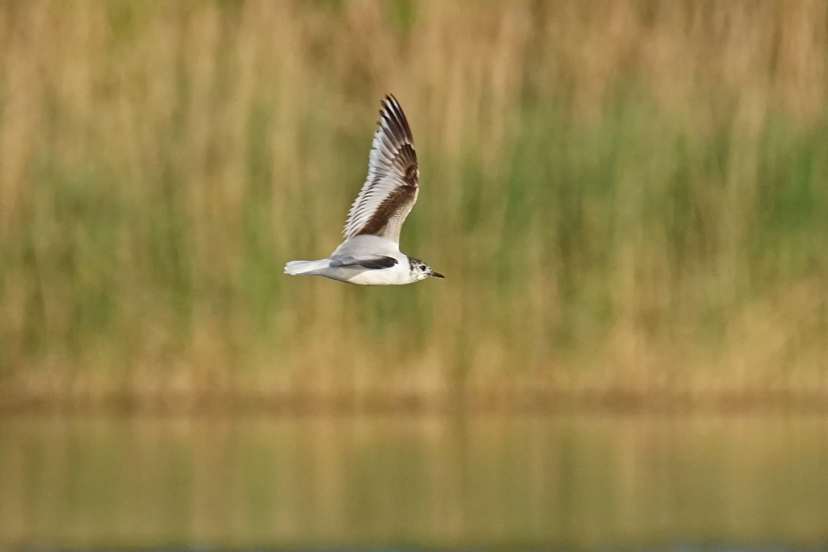 Zwergmöwe (Hydrocoloeus minutus), Jungvogel 1. Sommer