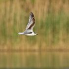 Zwergmöwe (Hydrocoloeus minutus), Jungvogel 1. Sommer