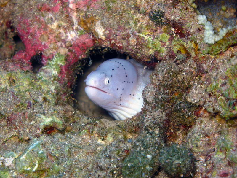 Zwergmoräne im Roten Meer