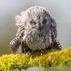 Zwergohreule / Eurasian scops owl