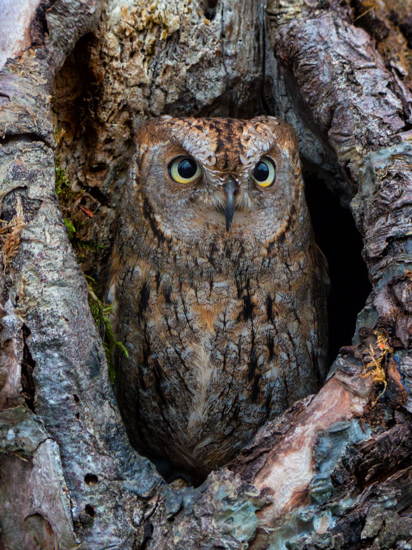 Zwergohreule (Otus scops)