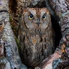 Zwergohreule (Otus scops)