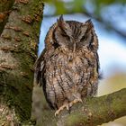 Zwergohreule (Otus scops) zweit kleinste europäische Eule