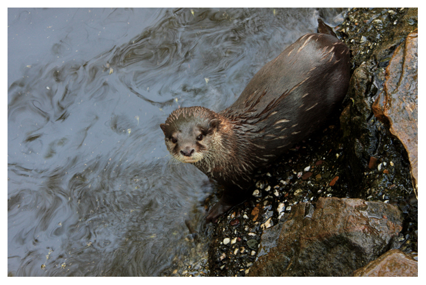 zwerg.otter